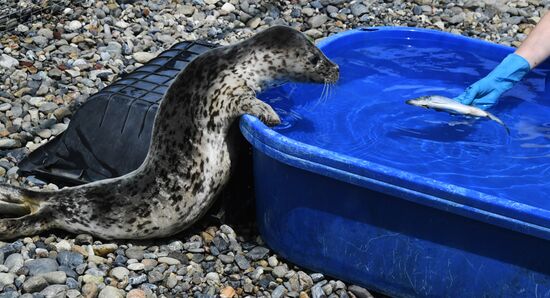 Центр реабилитации морских млекопитающих "Тюлень" в Приморском крае