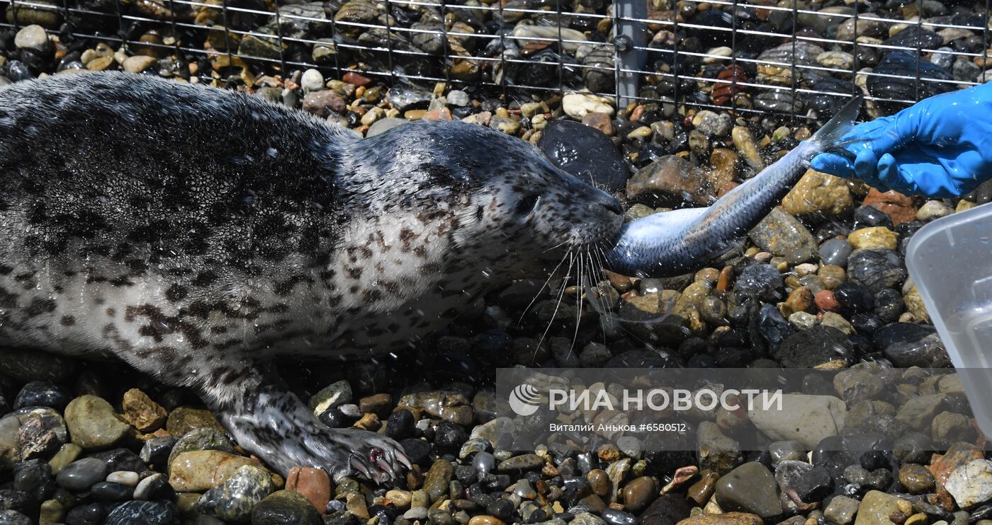Центр реабилитации морских млекопитающих "Тюлень" в Приморском крае