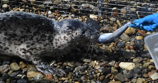 Центр реабилитации морских млекопитающих "Тюлень" в Приморском крае