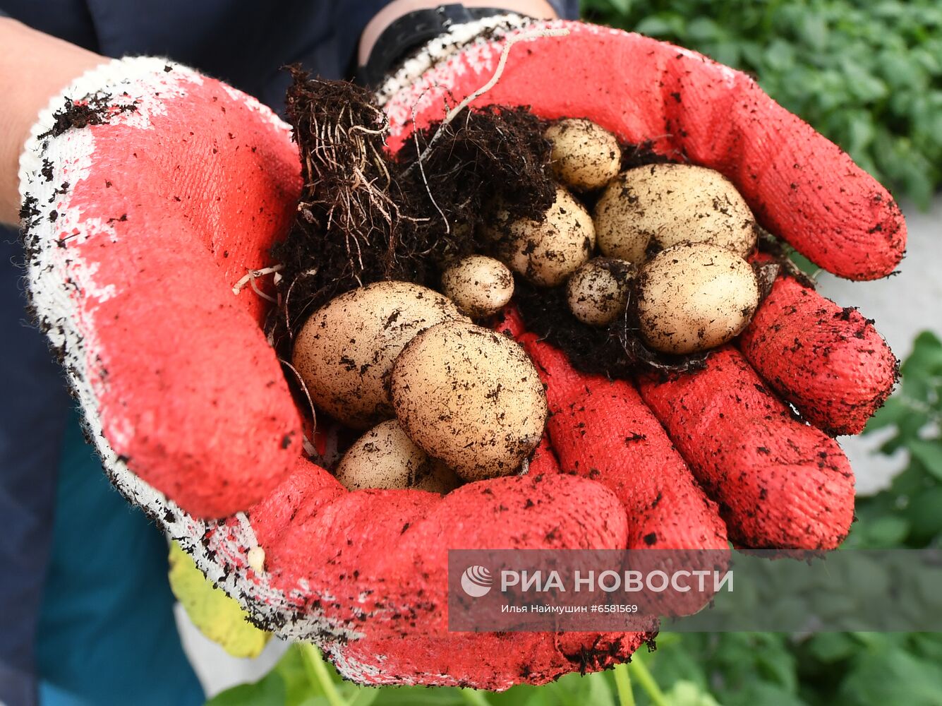 Работа научно-лабораторного комплекса оригинального семеноводства и выращивания суперэлитных категорий сортов картофеля