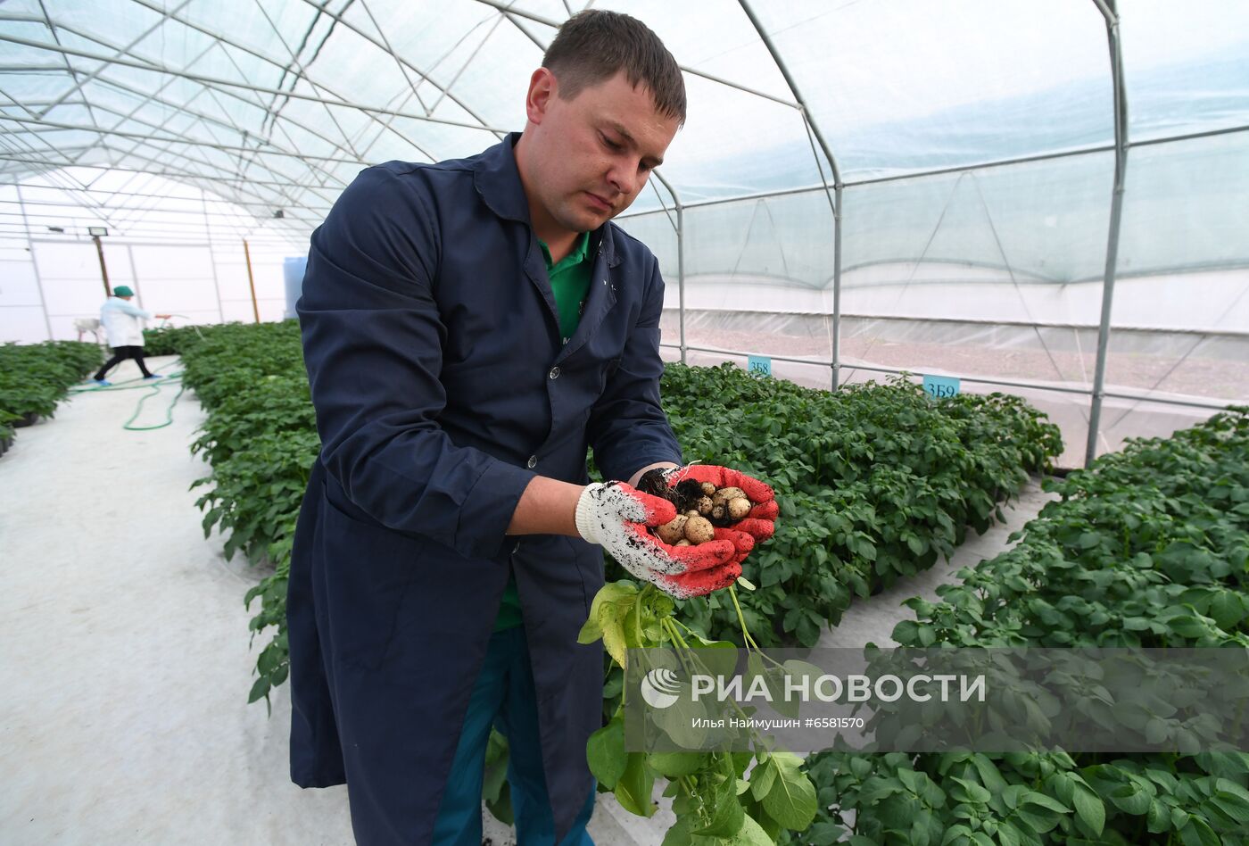 Работа научно-лабораторного комплекса оригинального семеноводства и выращивания суперэлитных категорий сортов картофеля