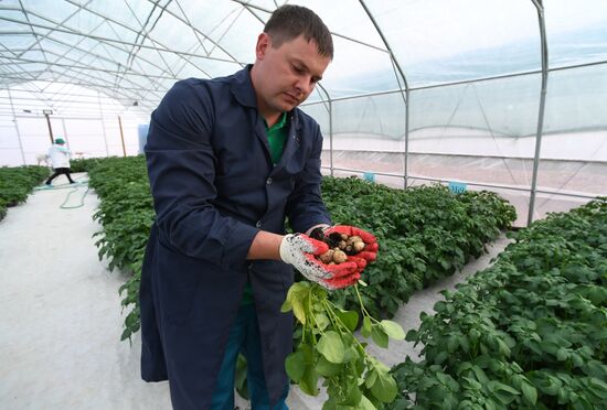 Работа научно-лабораторного комплекса оригинального семеноводства и выращивания суперэлитных категорий сортов картофеля