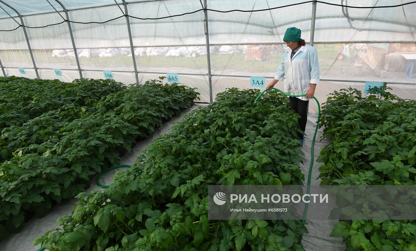 Работа научно-лабораторного комплекса оригинального семеноводства и выращивания суперэлитных категорий сортов картофеля