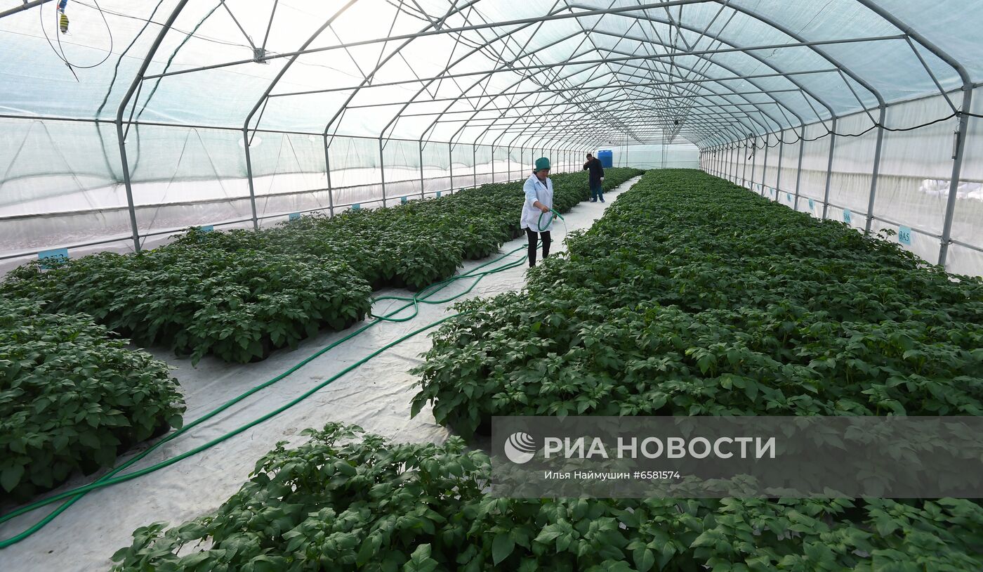 Работа научно-лабораторного комплекса оригинального семеноводства и выращивания суперэлитных категорий сортов картофеля