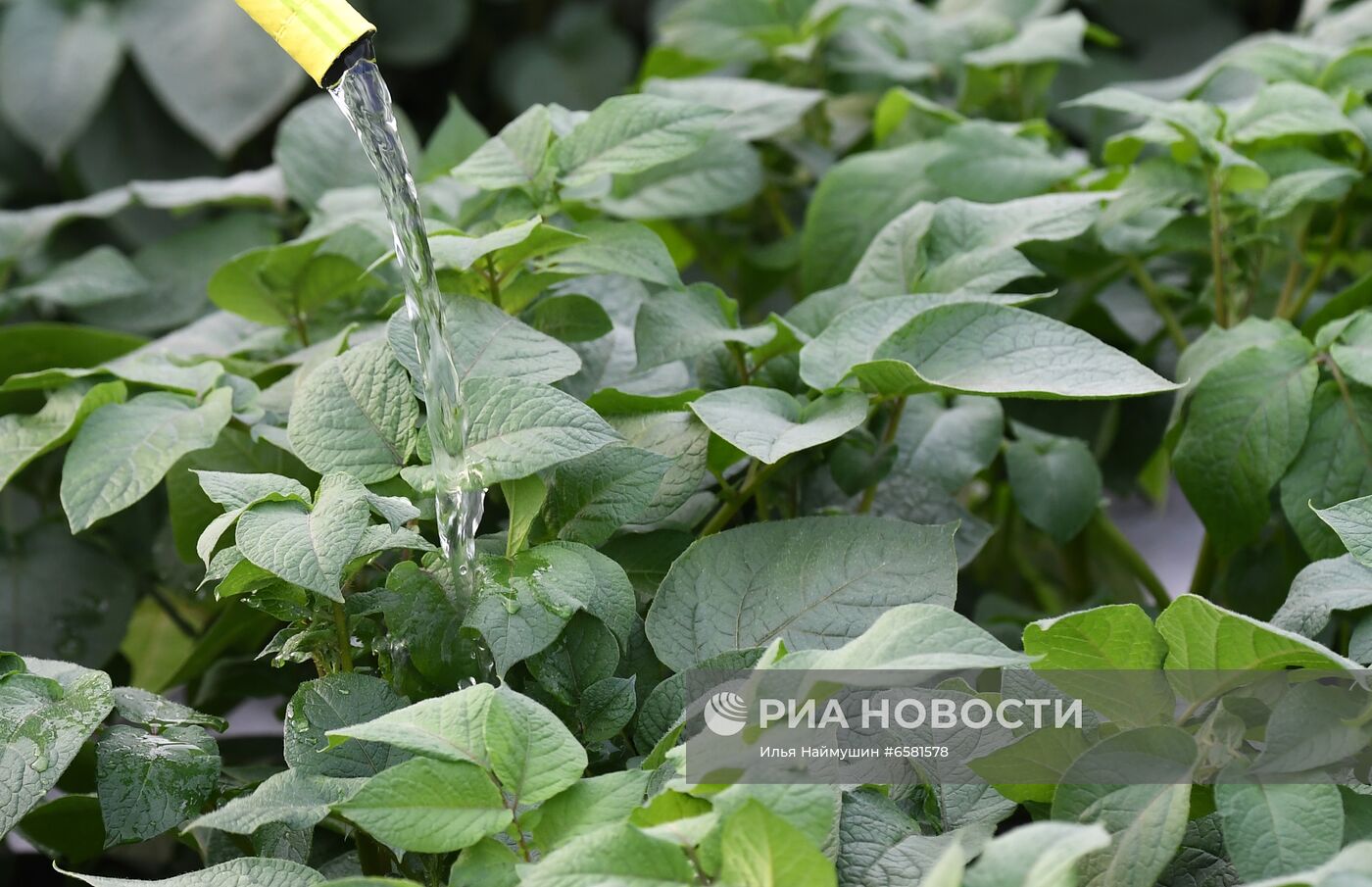 Работа научно-лабораторного комплекса оригинального семеноводства и выращивания суперэлитных категорий сортов картофеля