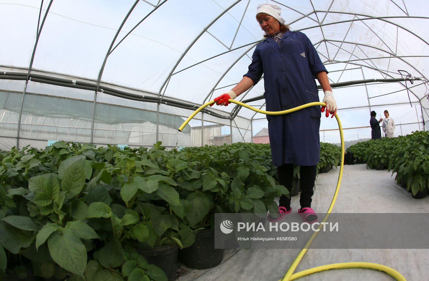 Работа научно-лабораторного комплекса оригинального семеноводства и выращивания суперэлитных категорий сортов картофеля