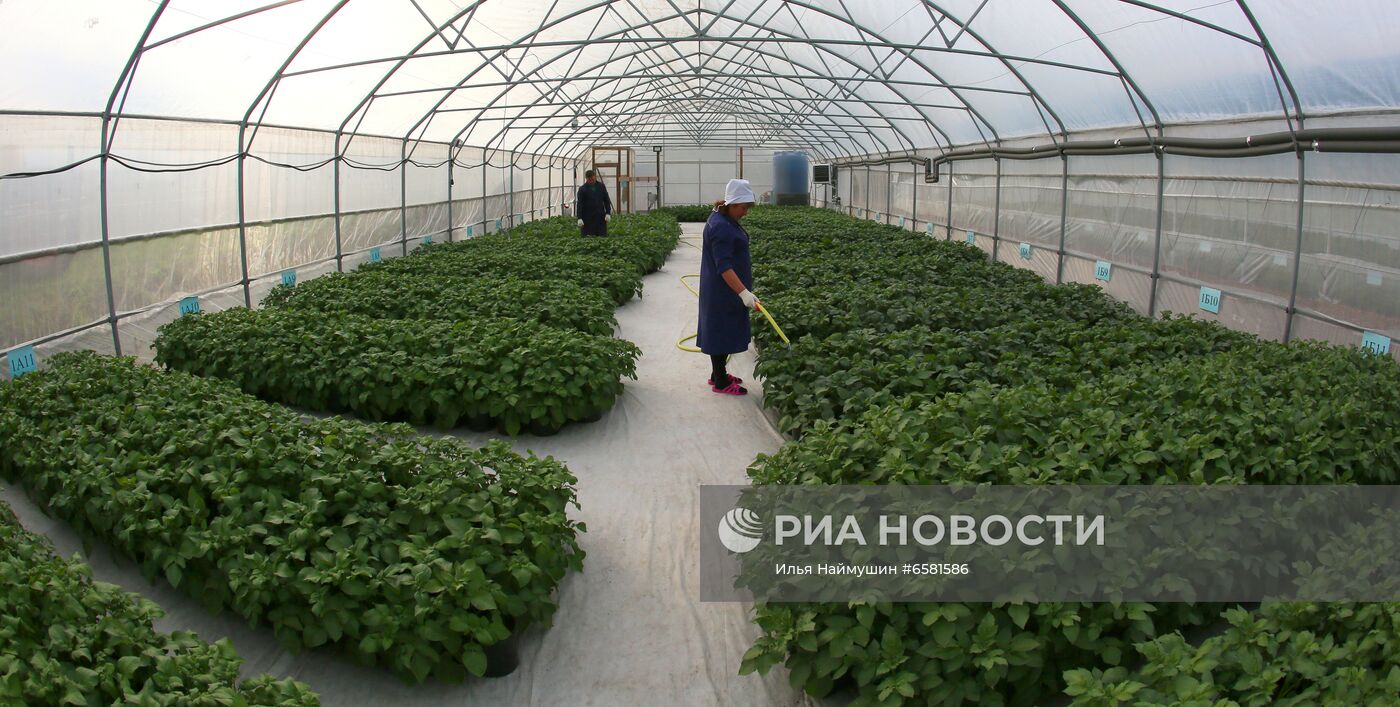 Работа научно-лабораторного комплекса оригинального семеноводства и выращивания суперэлитных категорий сортов картофеля