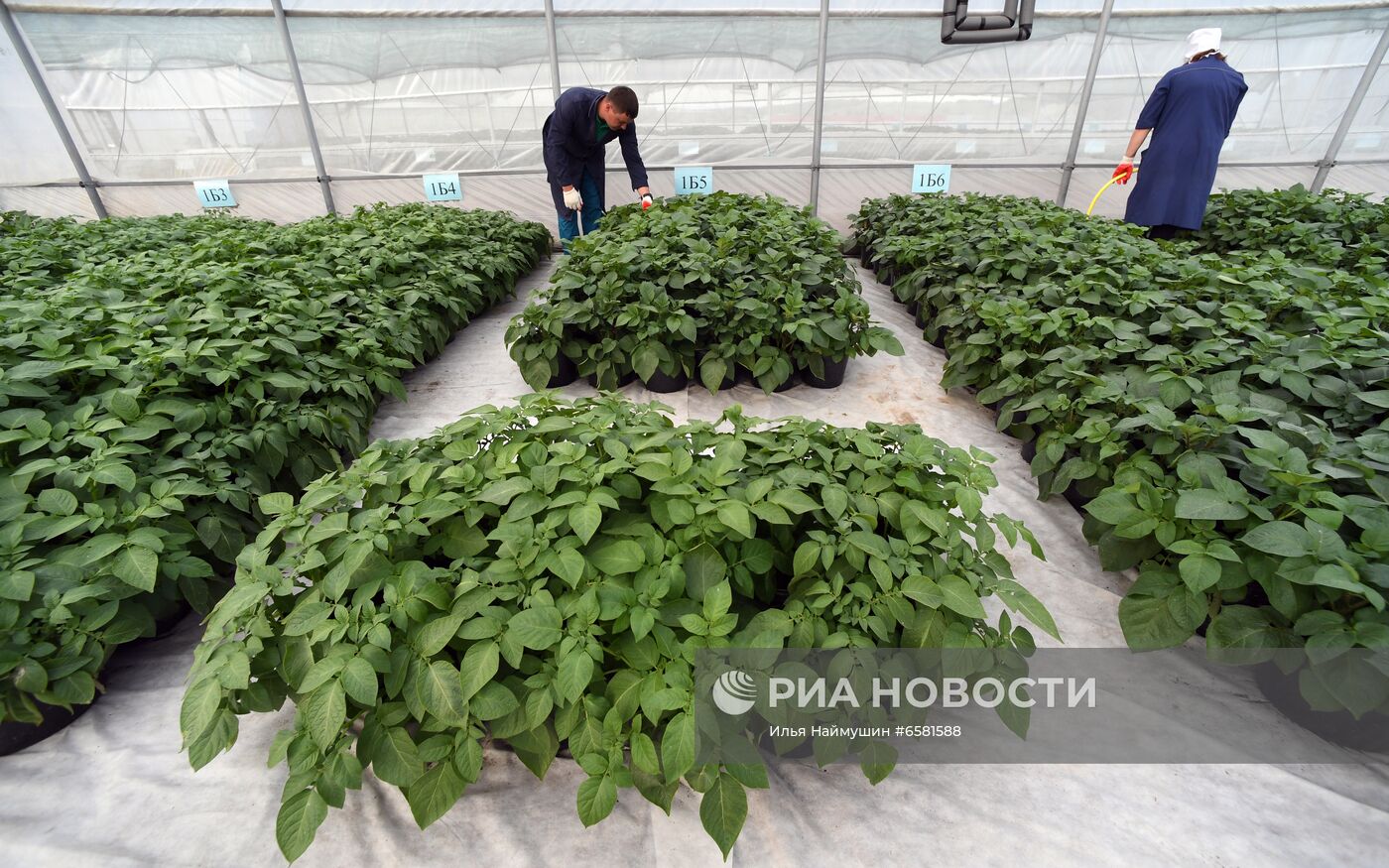 Работа научно-лабораторного комплекса оригинального семеноводства и выращивания суперэлитных категорий сортов картофеля