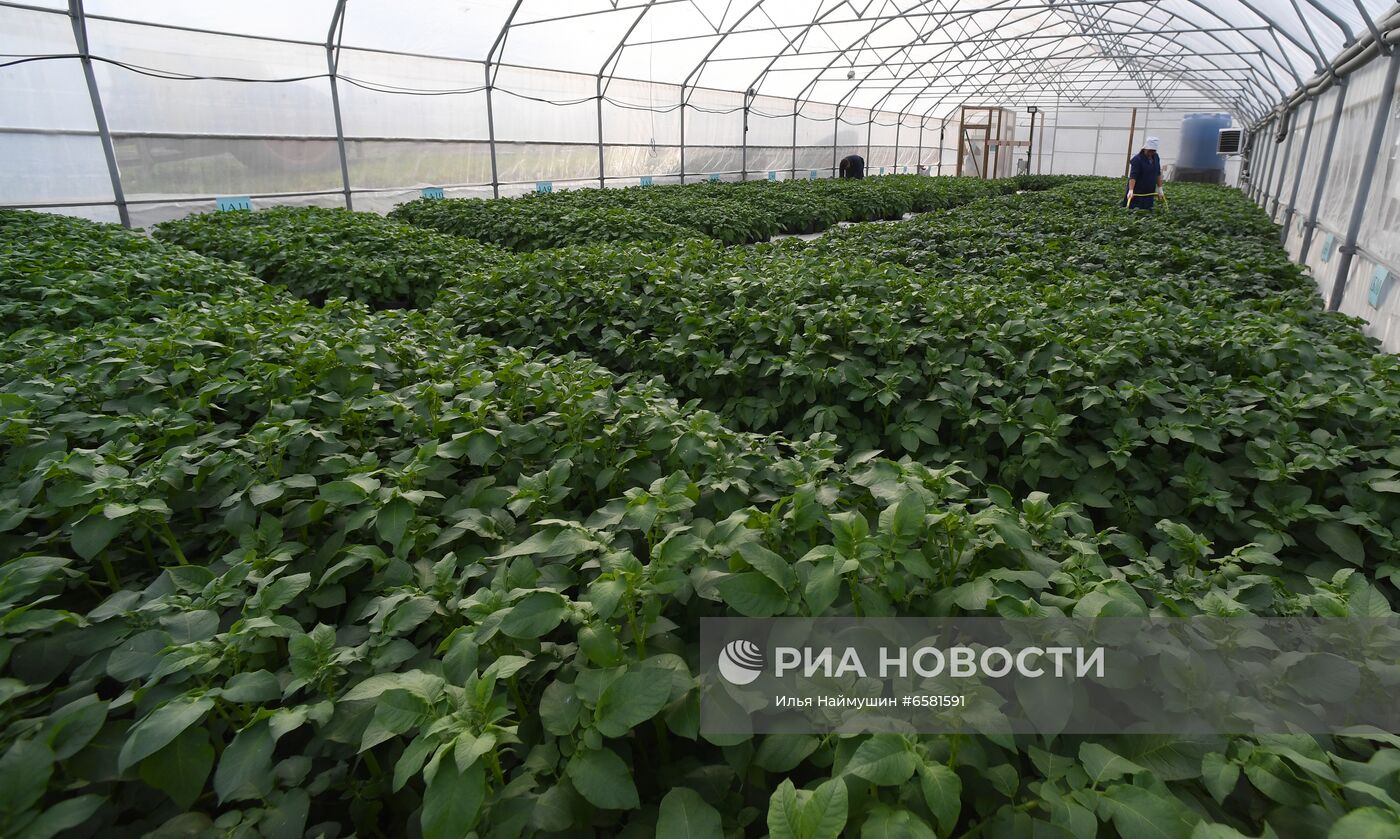 Работа научно-лабораторного комплекса оригинального семеноводства и выращивания суперэлитных категорий сортов картофеля