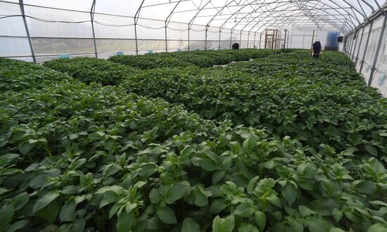 Работа научно-лабораторного комплекса оригинального семеноводства и выращивания суперэлитных категорий сортов картофеля