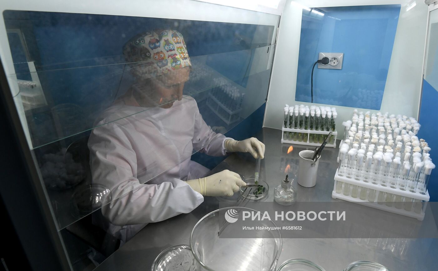 Работа научно-лабораторного комплекса оригинального семеноводства и выращивания суперэлитных категорий сортов картофеля