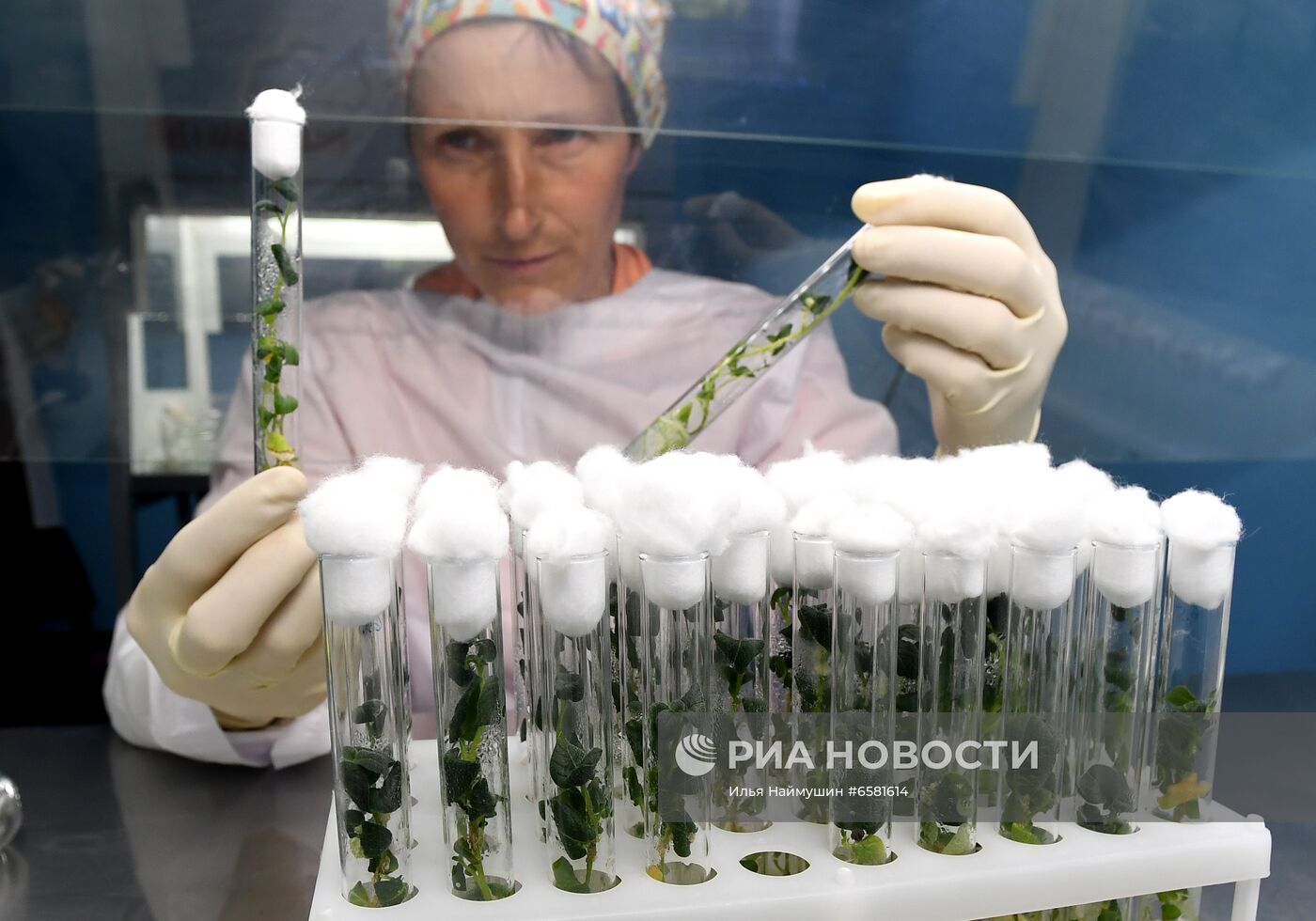 Работа научно-лабораторного комплекса оригинального семеноводства и выращивания суперэлитных категорий сортов картофеля