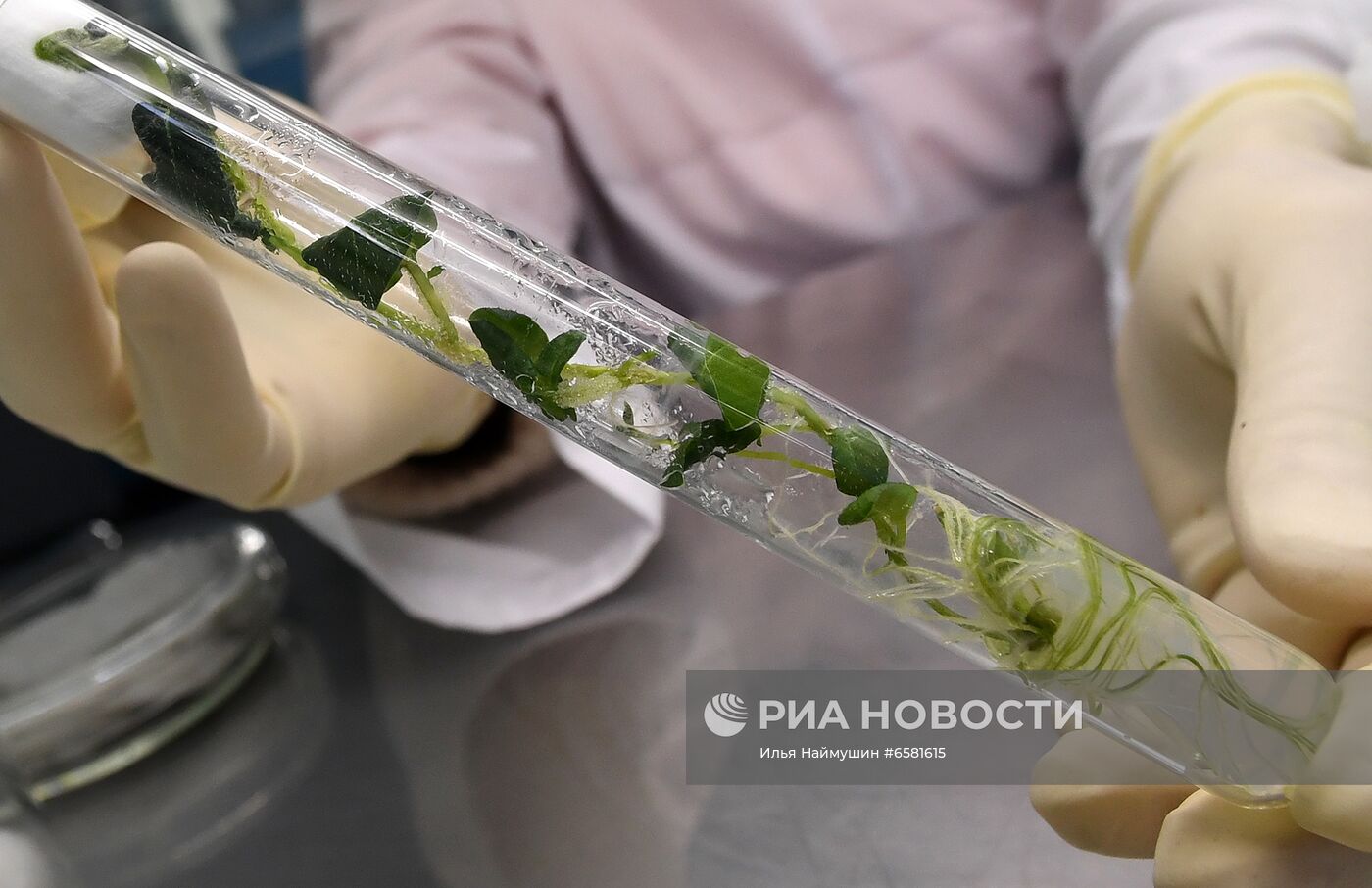 Работа научно-лабораторного комплекса оригинального семеноводства и выращивания суперэлитных категорий сортов картофеля