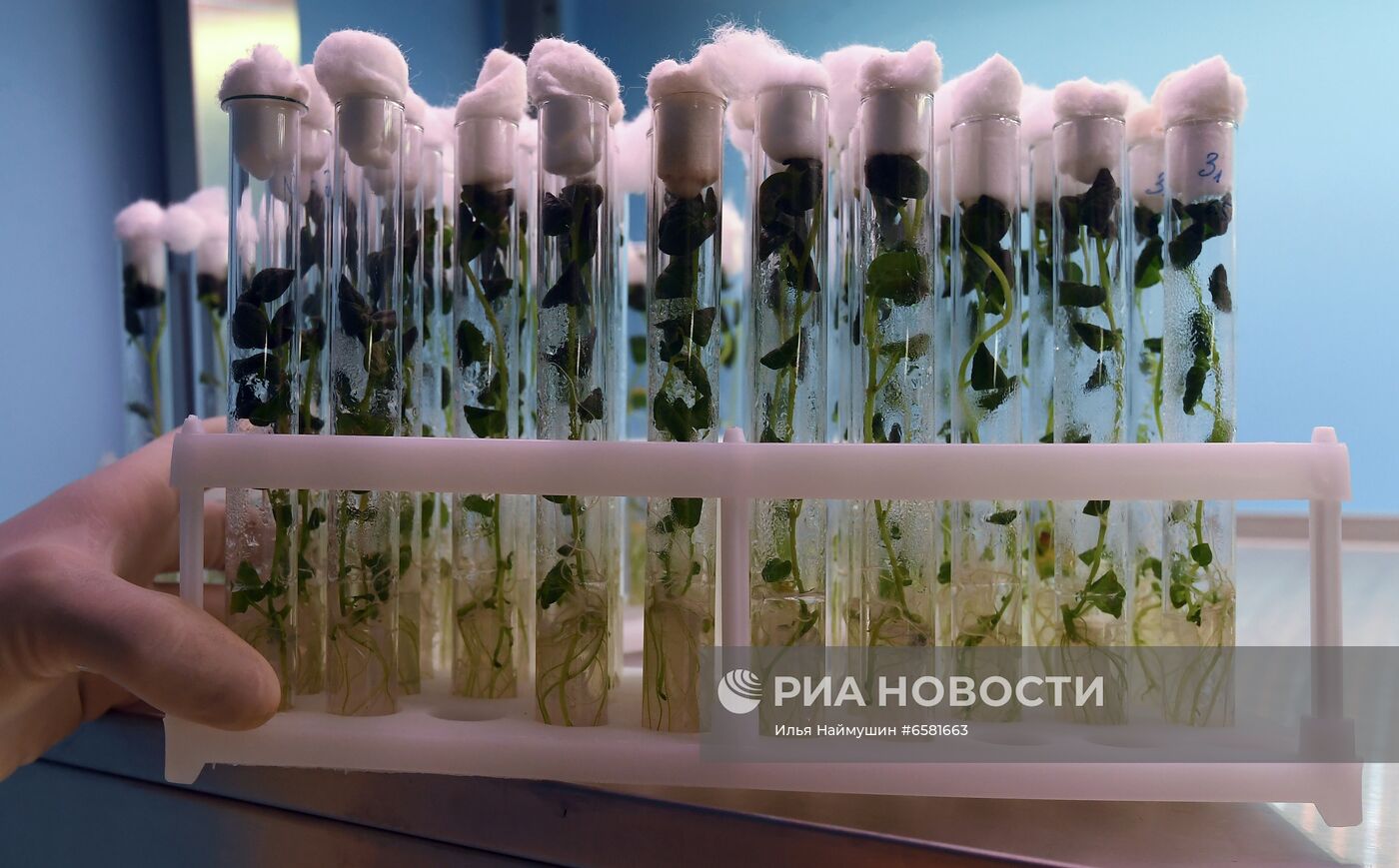 Работа научно-лабораторного комплекса оригинального семеноводства и выращивания суперэлитных категорий сортов картофеля