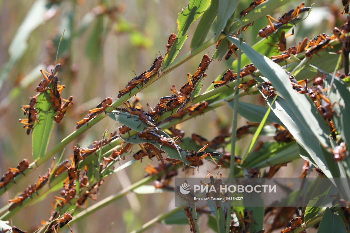 Нашествие азиатской саранчи в Краснодарском крае