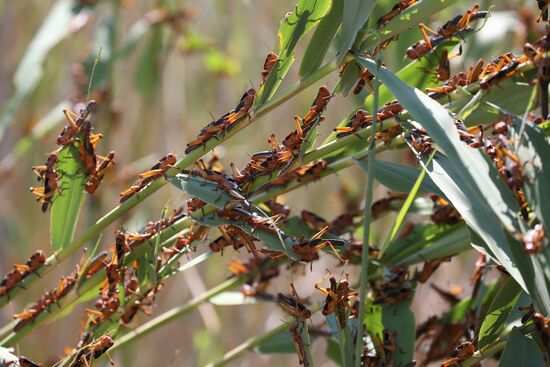 Нашествие азиатской саранчи в Краснодарском крае