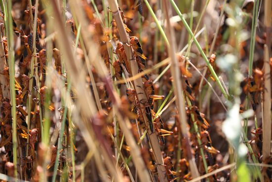 Нашествие азиатской саранчи в Краснодарском крае