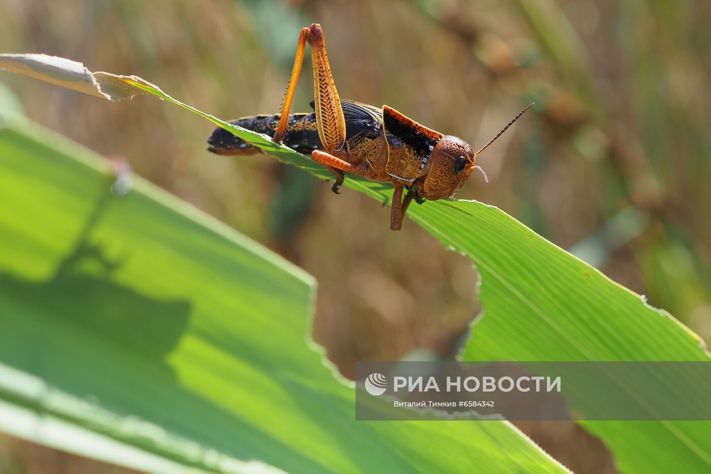 Нашествие азиатской саранчи в Краснодарском крае