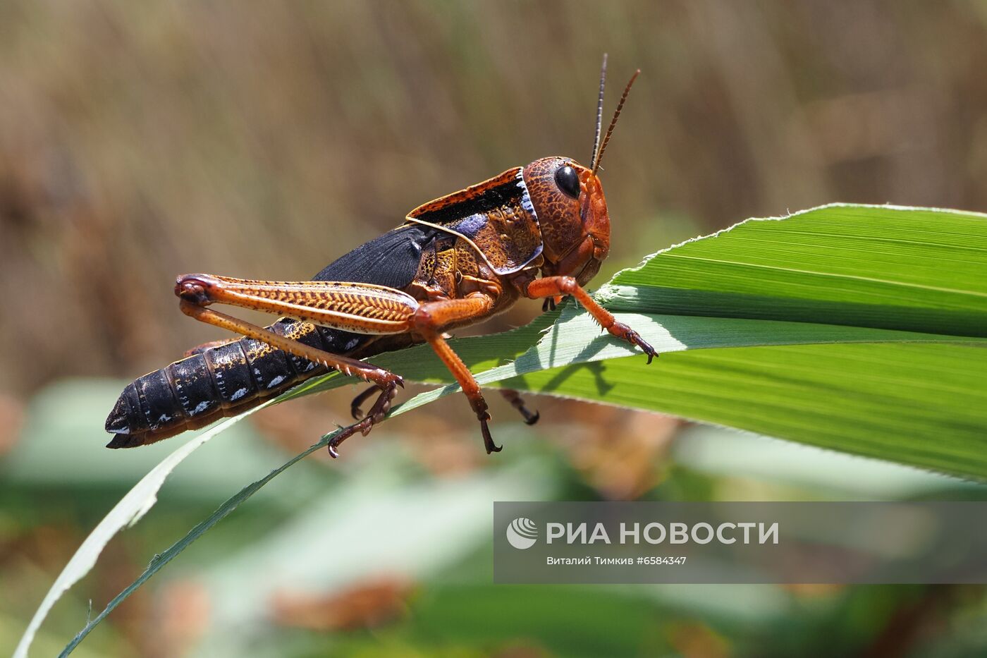 Нашествие азиатской саранчи в Краснодарском крае