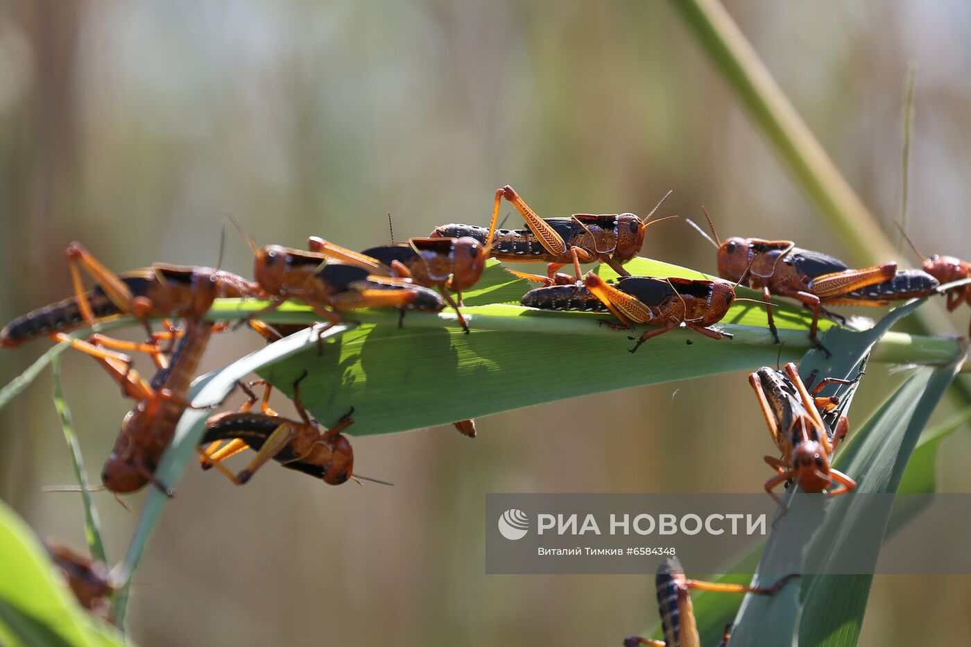 Нашествие азиатской саранчи в Краснодарском крае