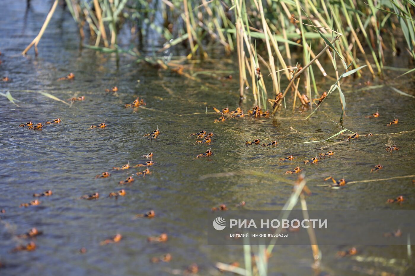Нашествие азиатской саранчи в Краснодарском крае