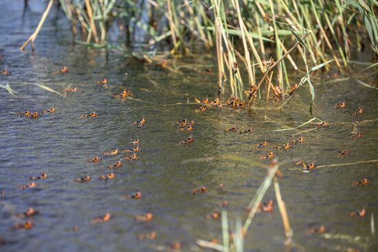Нашествие азиатской саранчи в Краснодарском крае