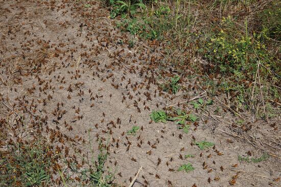 Нашествие азиатской саранчи в Краснодарском крае