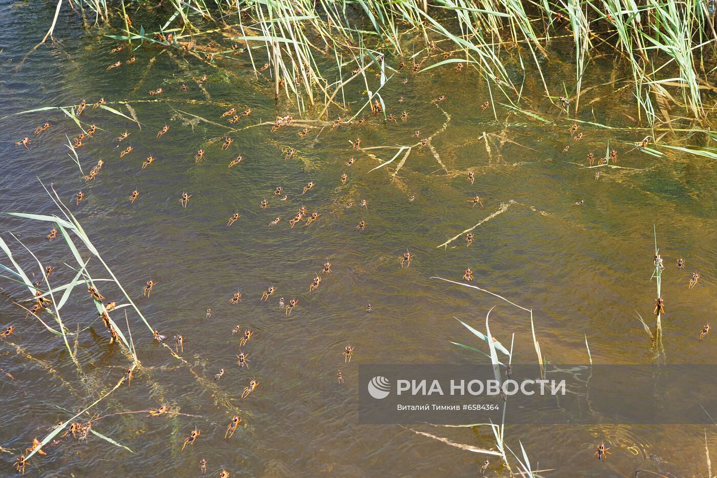 Нашествие азиатской саранчи в Краснодарском крае