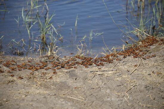 Нашествие азиатской саранчи в Краснодарском крае