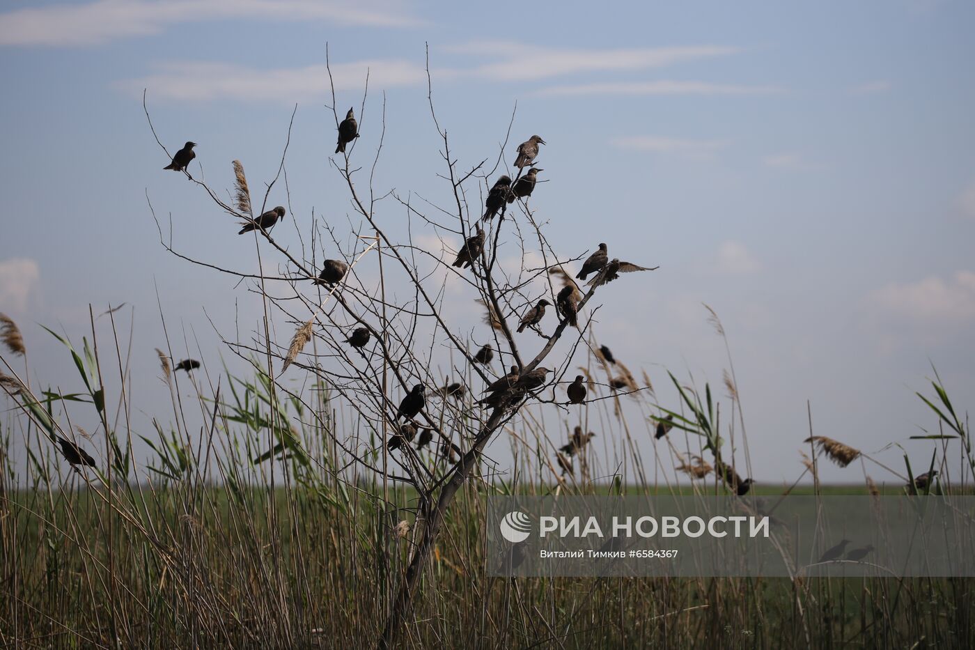 Нашествие азиатской саранчи в Краснодарском крае