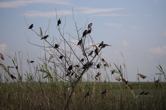 Нашествие азиатской саранчи в Краснодарском крае
