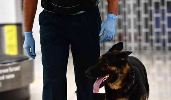 Работа погранично-таможенной службы в аэропорту "Кольцово"