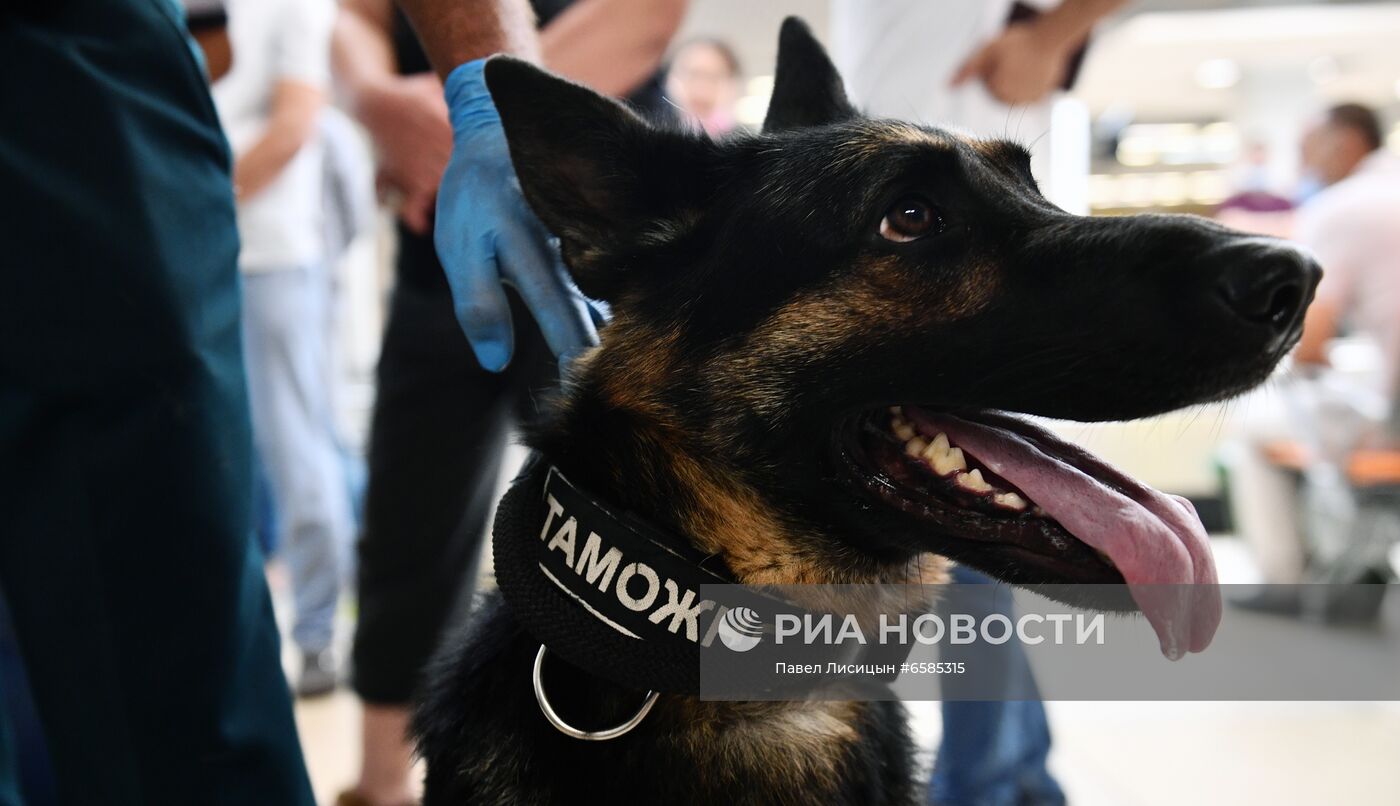 Работа погранично-таможенной службы в аэропорту "Кольцово"