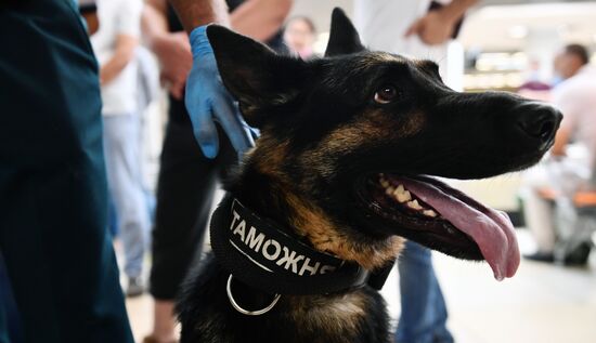 Работа погранично-таможенной службы в аэропорту "Кольцово"