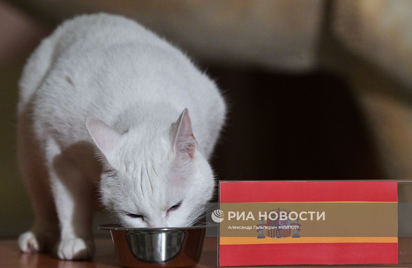 Кот Ахилл предсказал победу сборной Испании над сборной Швейцарии в матче Евро-2020