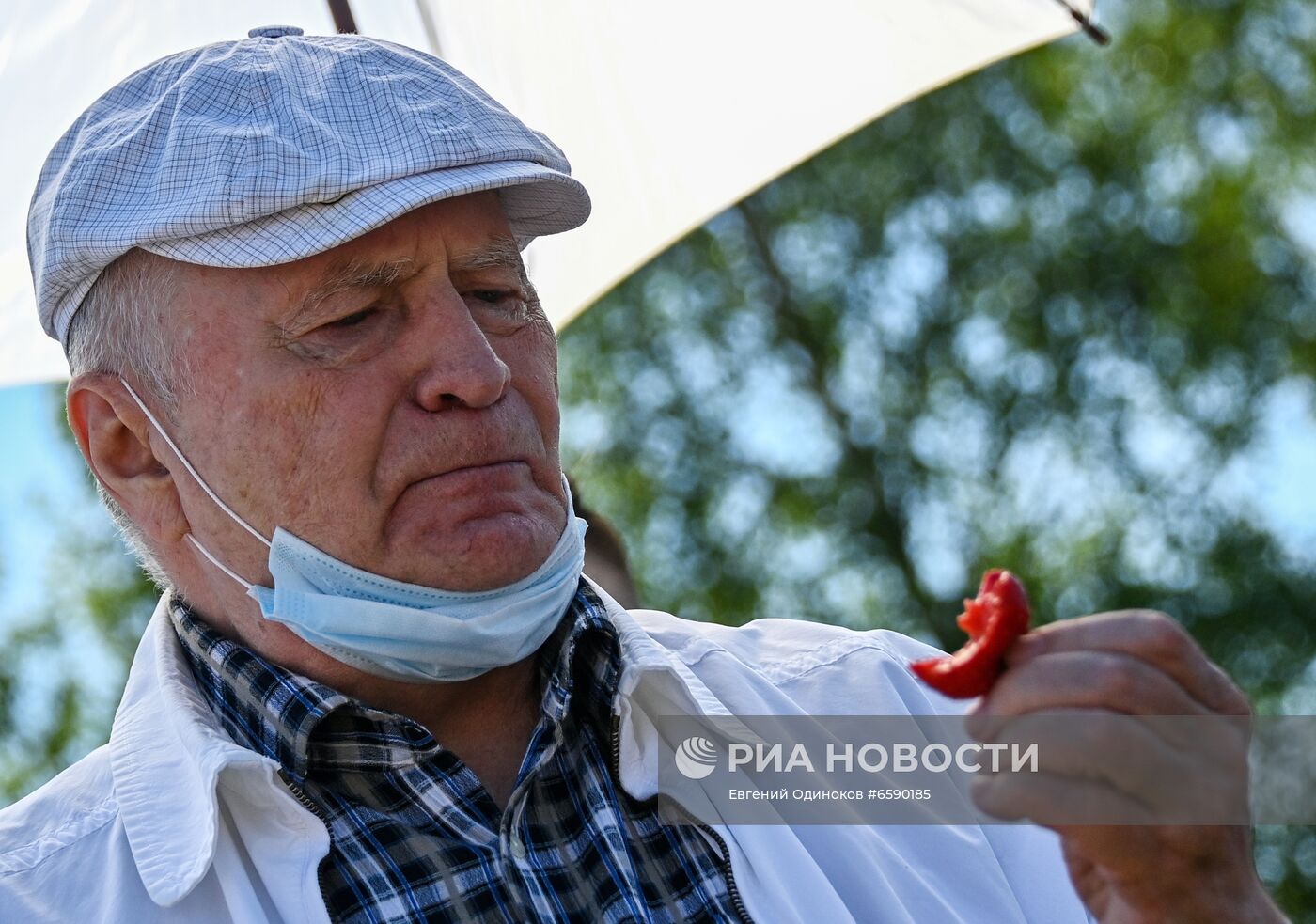 В. Жириновский принял участие в сборе клубники в Подмосковье