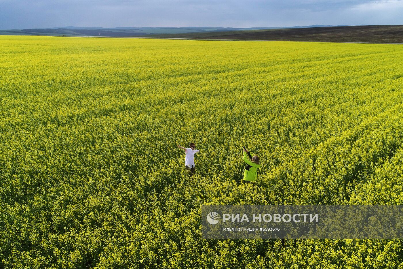 Рапсовые поля в Красноярском крае