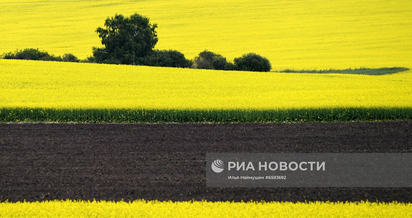 Рапсовые поля в Красноярском крае