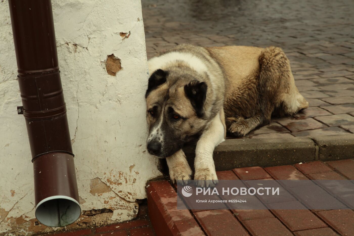 Бездомный пес