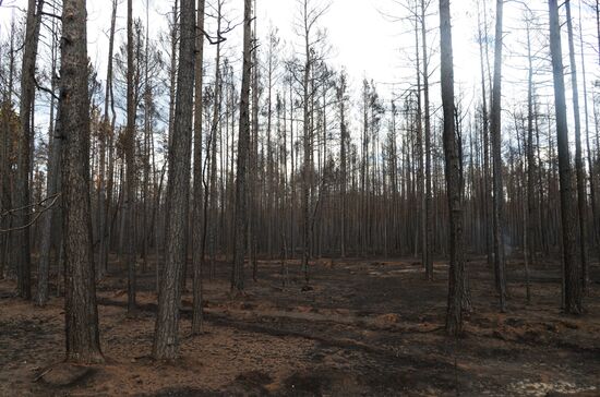 Последствия природных пожаров в Челябинской области
