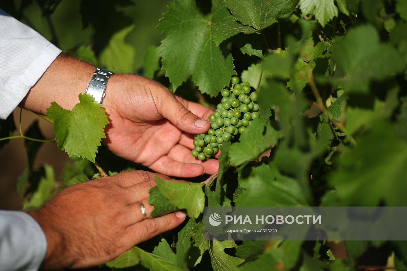 Винодельня "Покровская" в Волгоградской области