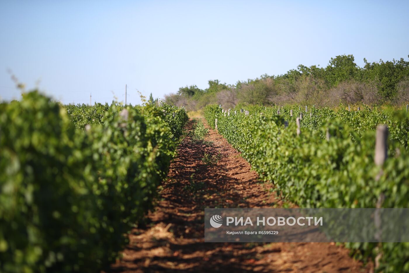 Винодельня "Покровская" в Волгоградской области