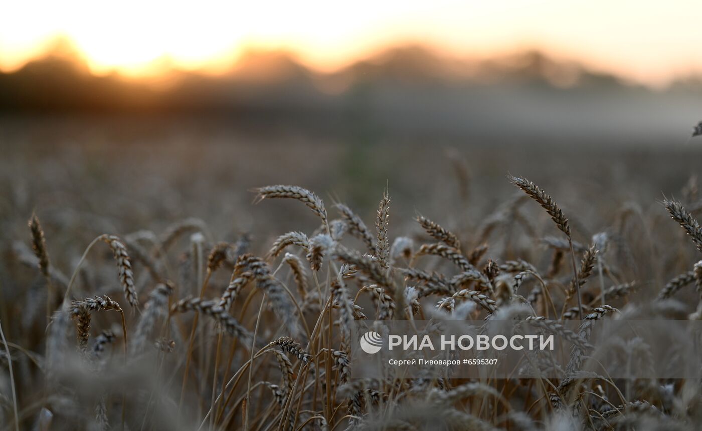 Сбор урожая пшеницы в Ростовской области