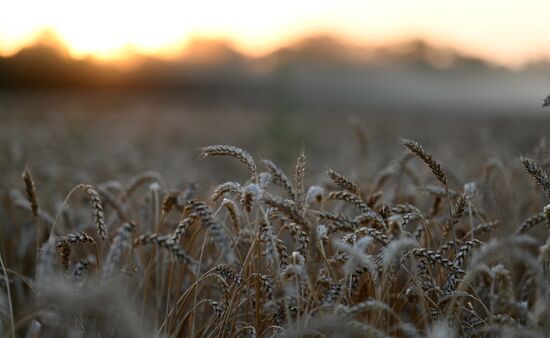Сбор урожая пшеницы в Ростовской области
