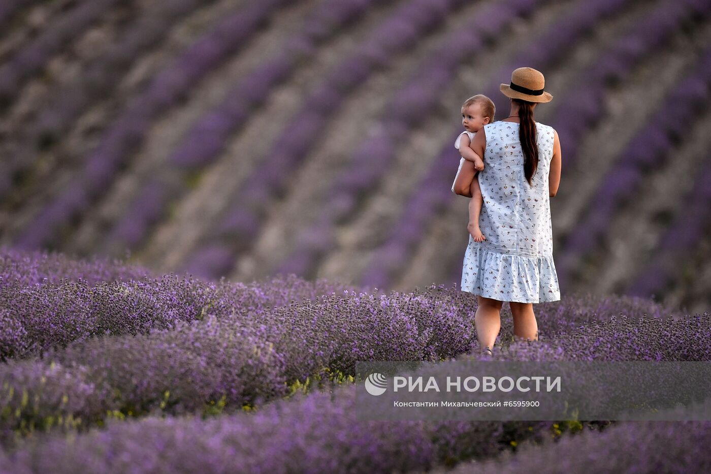 Лавандовые поля в Крыму