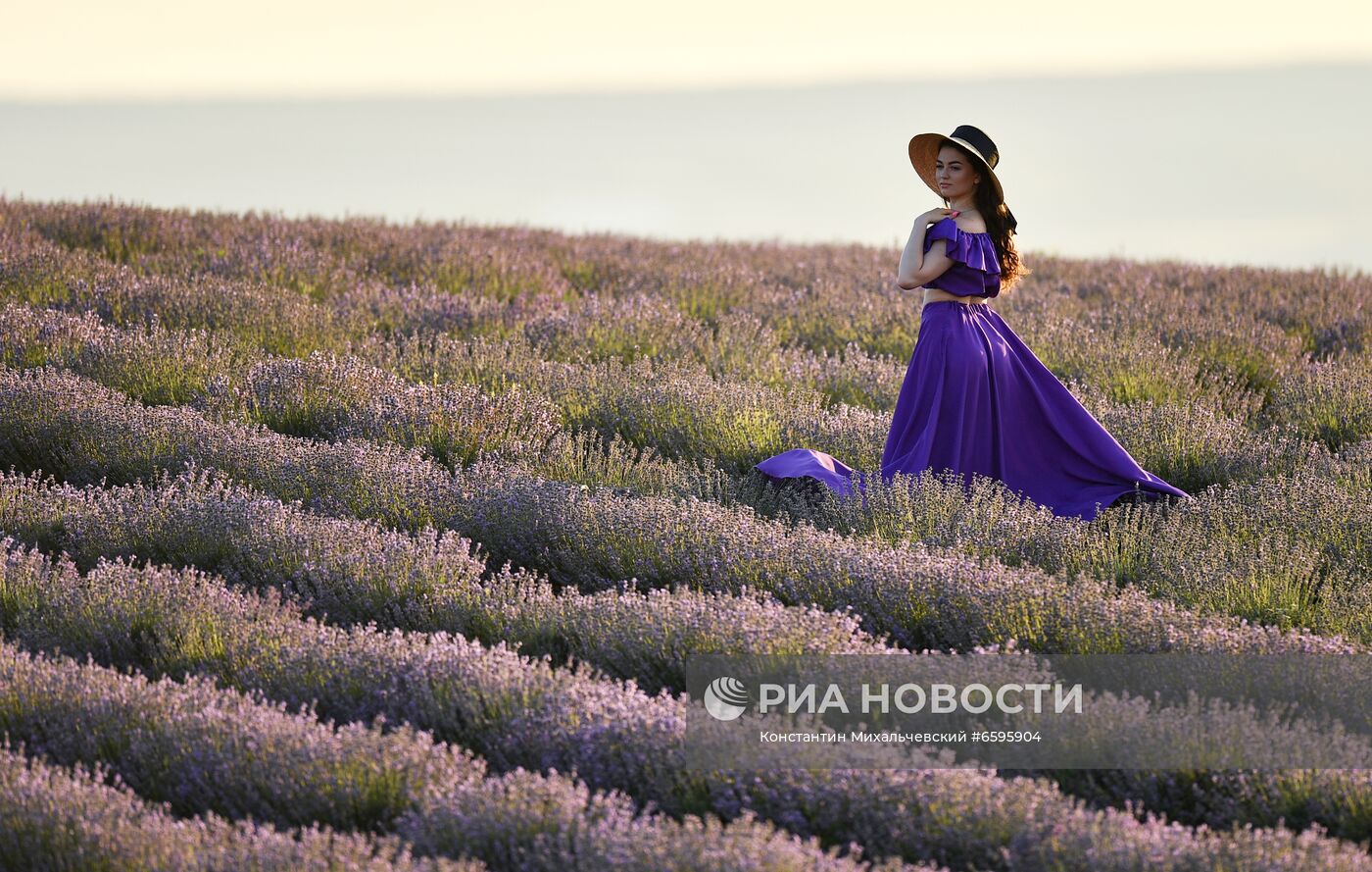 Лавандовые поля в Крыму