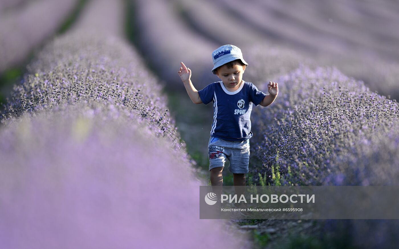 Лавандовые поля в Крыму