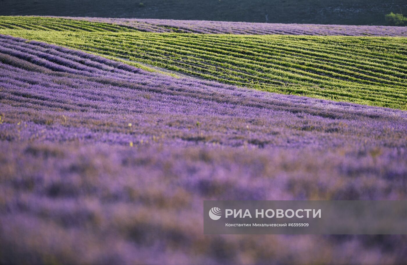 Лавандовые поля в Крыму