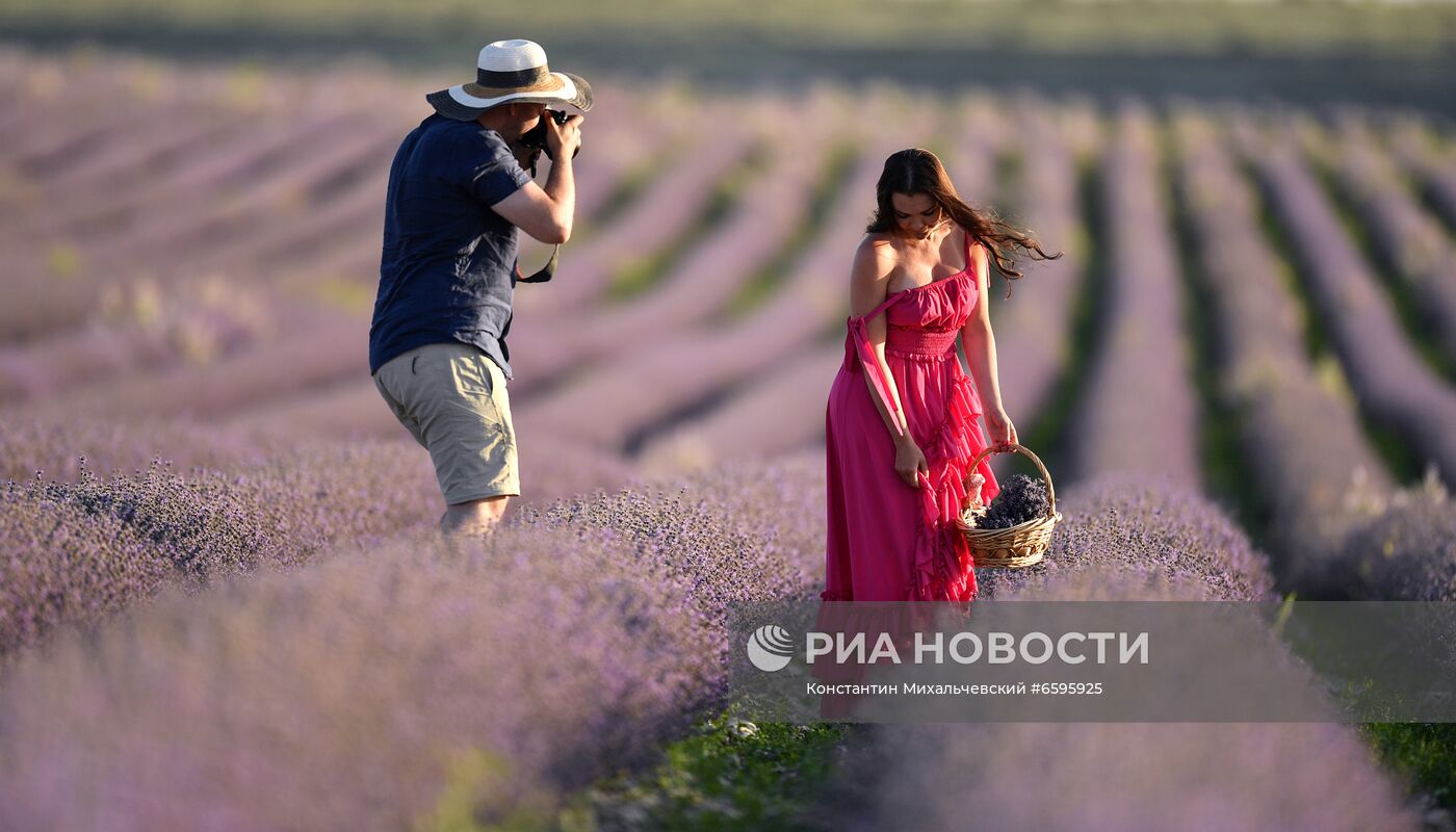 Лавандовые поля в Крыму