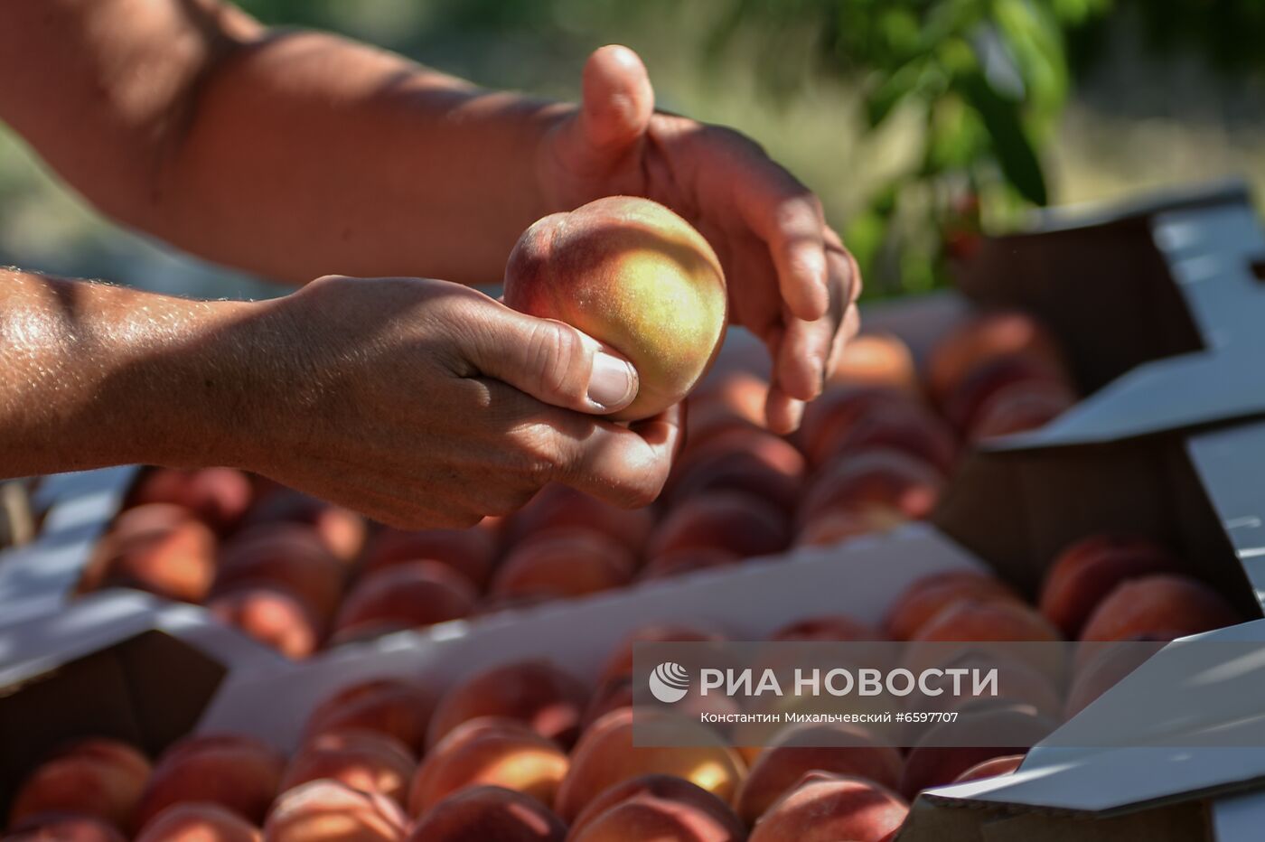 Сбор персиков в Крыму